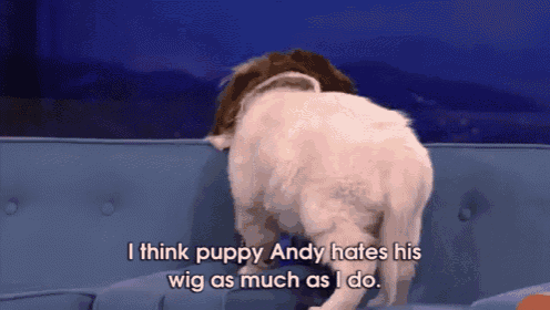 a dog is sitting on a couch and says i think puppy andy hates his wig as much as i do