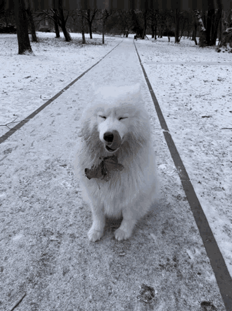 a white dog standing on a snowy path with its tongue hanging out