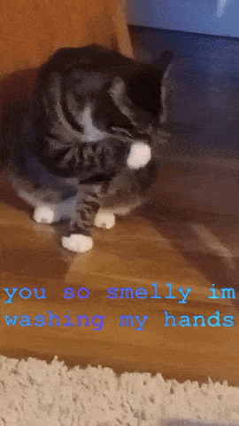 864mcs Cat Cats GIF - 864mcs Cat Cats Smelly GIFs
