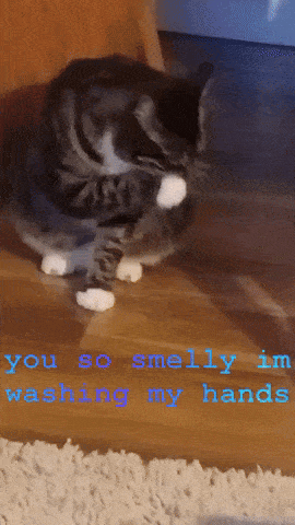 a cat laying on the floor with the words you so smelly i 'm washing my hands below it