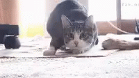 Shake Cat GIF - Shake Cat Shaq GIFs