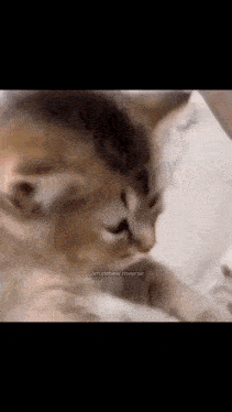 Sleepy Cat GIF - Sleepy Cat Pick Up GIFs