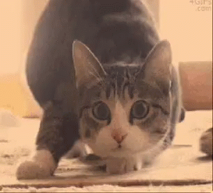 Cat Shaq GIF - Cat Shaq Wiggle GIFs