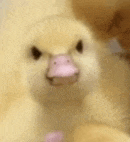 a close up of a baby duck with a pink beak looking at the camera .