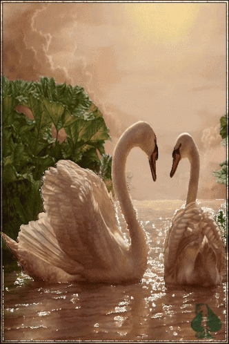 a couple of swans in the water with their necks in the shape of a heart