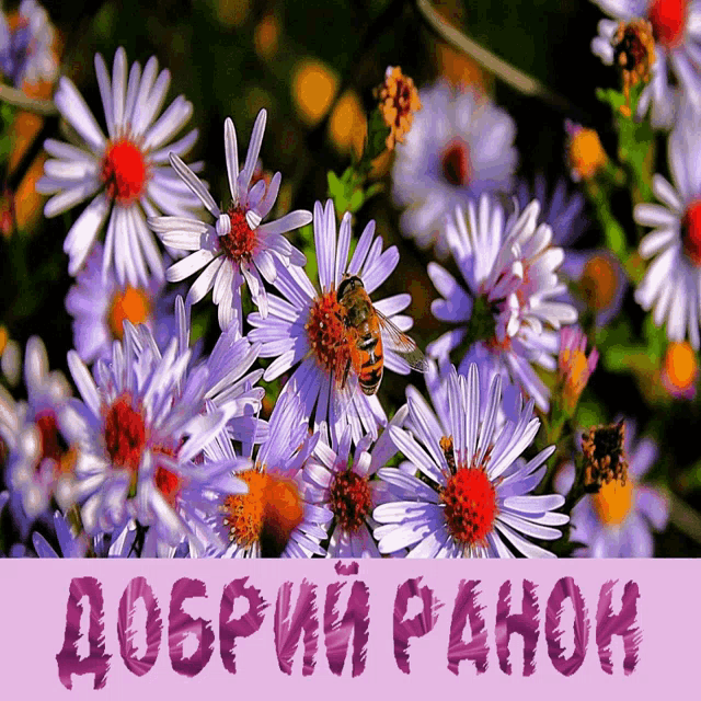 a bee is gathering nectar from a purple flower with the words " доброй ранок " written on the bottom