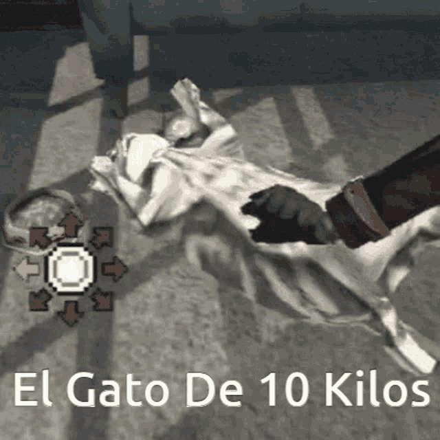 el gato de 10 kilos is written on a poster