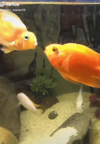 Fish Kissing GIF - Fish Kissing Fish Kissing GIFs