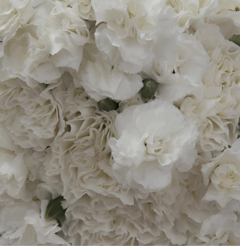 a bunch of white flowers with ruffled petals