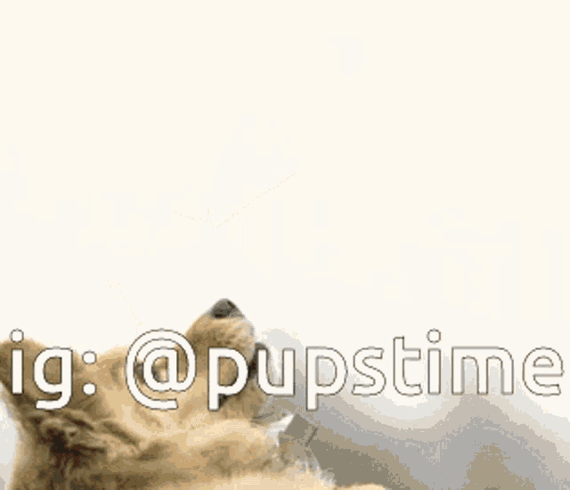 a dog with a red collar is looking up with the words @pupstime above it