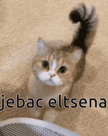 a cat is standing on a carpet with the words " jebac eltsena " written on it