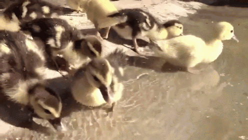 Ducks Getting A Sip Of Water GIF - Cute Ducks Babies GIFs