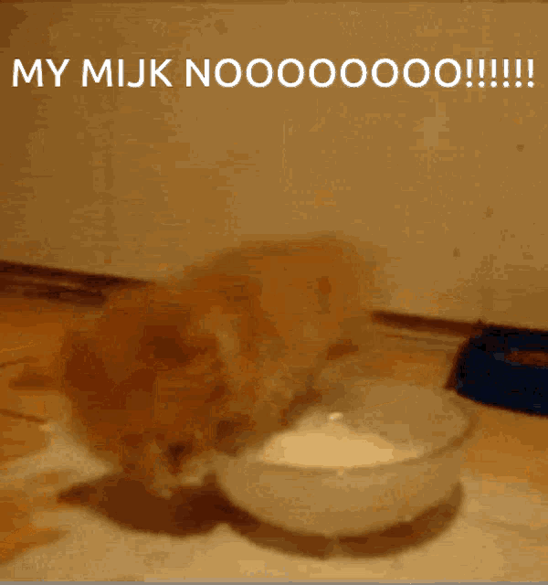 a cat is drinking milk from a bowl and the caption says my mijn nooooooo !!!