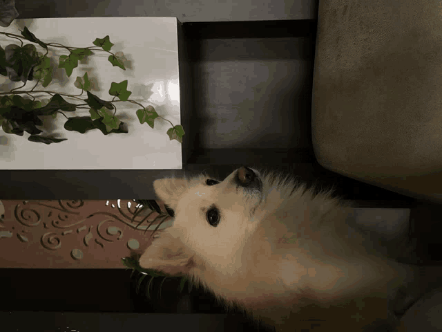 a small white dog is looking up at a plant on a shelf