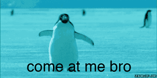 a penguin says come at me bro in front of a blue background
