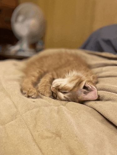 a kitten is sleeping on a blanket on a bed