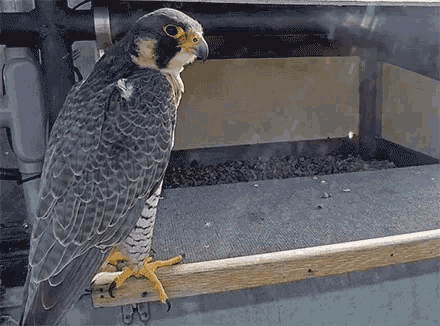 Peregrine Falcon Cam GIF - Peregrine Falcon Cam Tower GIFs