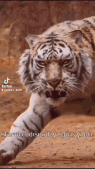 a white tiger is walking across a dirt field with a tiktok logo in the corner