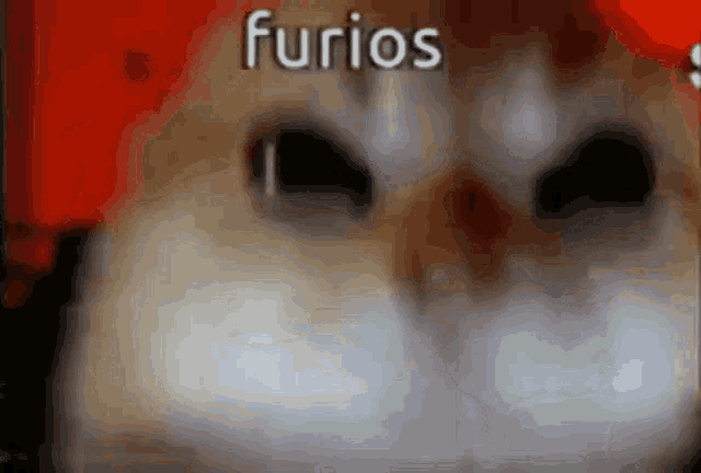 a close up of a cat with the word furios on the bottom