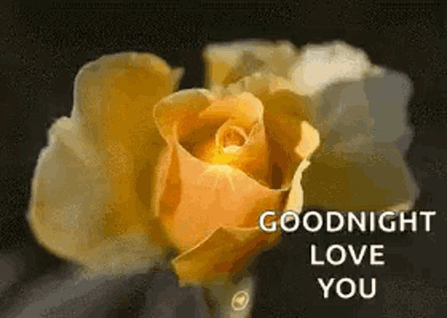 a yellow rose with the words `` goodnight love you '' next to it .