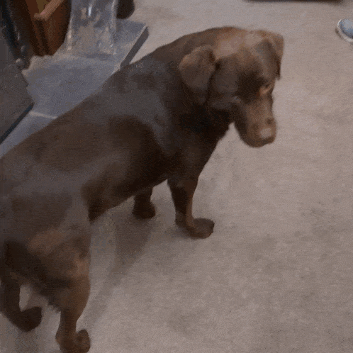 a brown dog is standing on a carpeted floor and looking at the camera