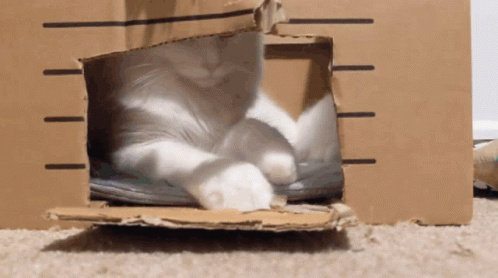 Cat Box GIF - Cat Box Cat Box GIFs