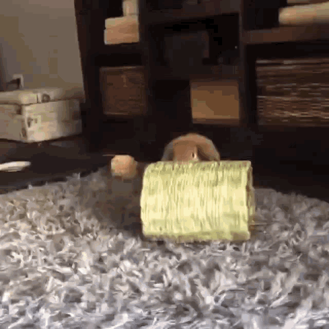 a rabbit is playing with a toy on the floor .