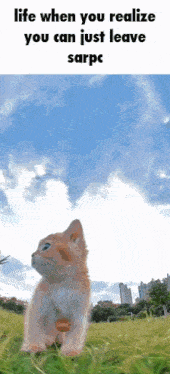 a kitten is standing in a grassy field with the words life when you realize you can just leave sarpc on the bottom
