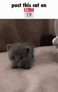 a small gray kitten is walking on a bed with the words post this cat on july 19 on the bottom .