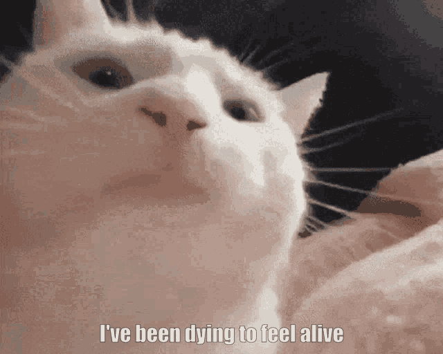 Ive Been Dying To Feel Alive GIF - Ive Been Dying To Feel Alive GIFs