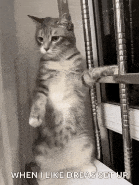 a cat is standing on its hind legs on a window sill and saying `` when i like dreas set up '' .