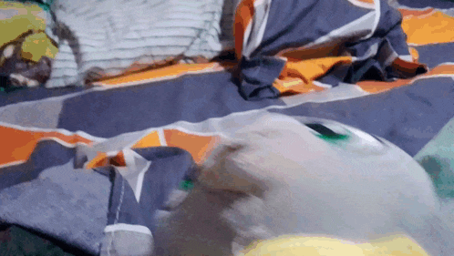 a dog is laying on a bed with a striped blanket