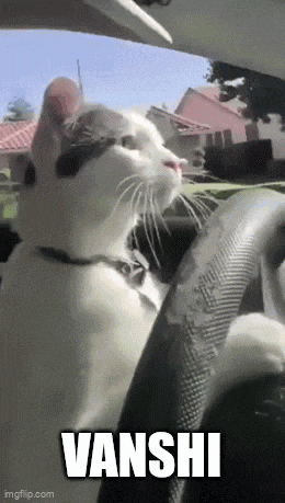 a white cat is sitting in the driver 's seat of a car with vanshi written on the bottom