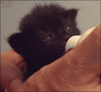 a black kitten is drinking milk from a bottle