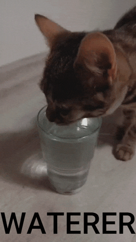 a cat drinking water from a glass with the word waterer on the bottom