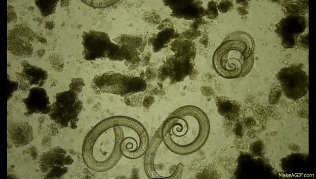 a group of worms under a microscope with swirls on them .