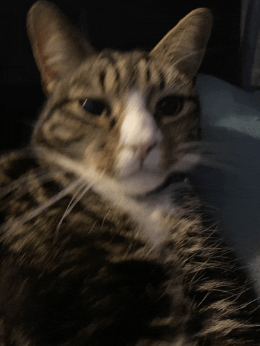 a close up of a cat 's face with a black background