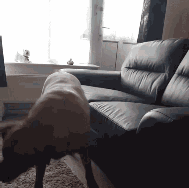 a dog standing next to a leather couch in a living room