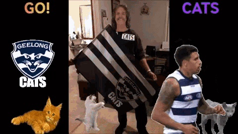 Cats Go Cats GIF - Cats Go Cats Geelong GIFs