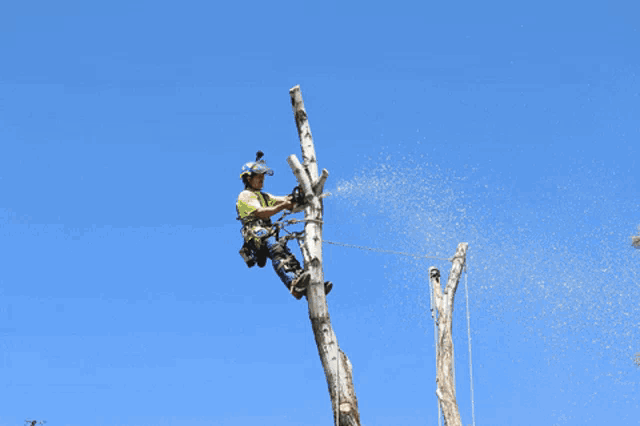 a man cutting a tree with a chainsaw that says stihl