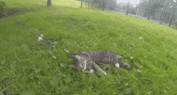 Lol GIF - Cats Lazy Leash GIFs