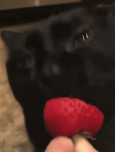 a black dog eating a strawberry from someone 's hand