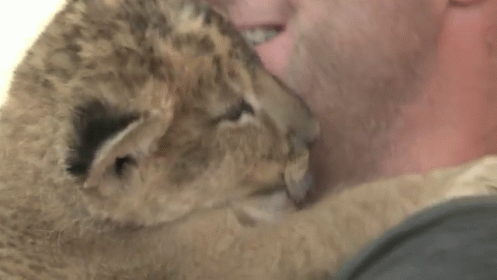 Lion Kisses GIF - Baby Lion Cub Kiss GIFs