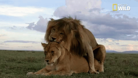 Lion Love Nat Geo Wild GIF - Lion Love Nat Geo Wild King And Queen Of The Jungle GIFs