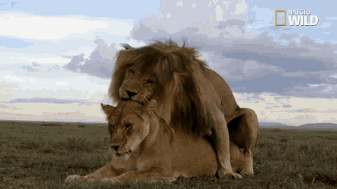 a couple of lions laying in the grass with national geographic wild written on the bottom right
