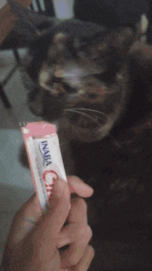 a cat is looking at a person holding a stick of inaba cherry cat treats