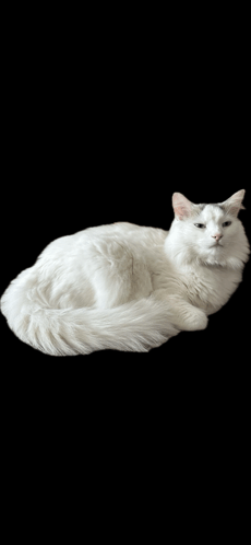 Cat Chat GIF - Cat Chat Chat Blanc GIFs