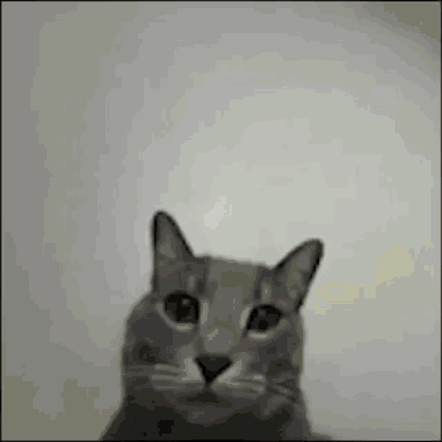 Gato Sacando El Dedo Del Medio GIF