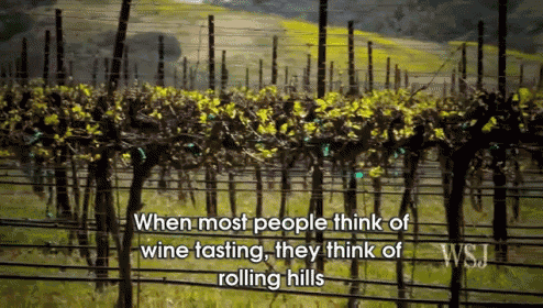 a vineyard with the words when most people think of wine tasting they think of rolling hills on the bottom