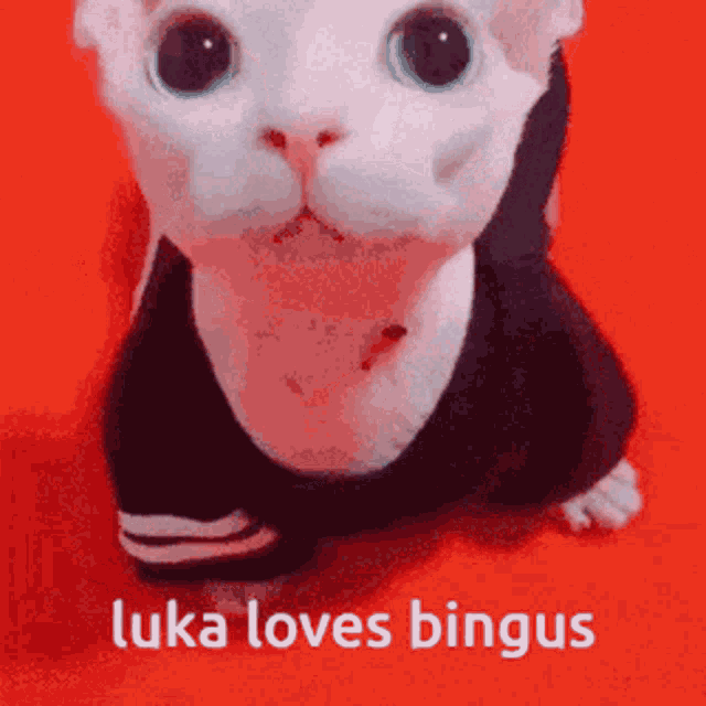 Binguscord Luka Loves Bingus GIF - Binguscord Luka Loves Bingus Bingus GIFs